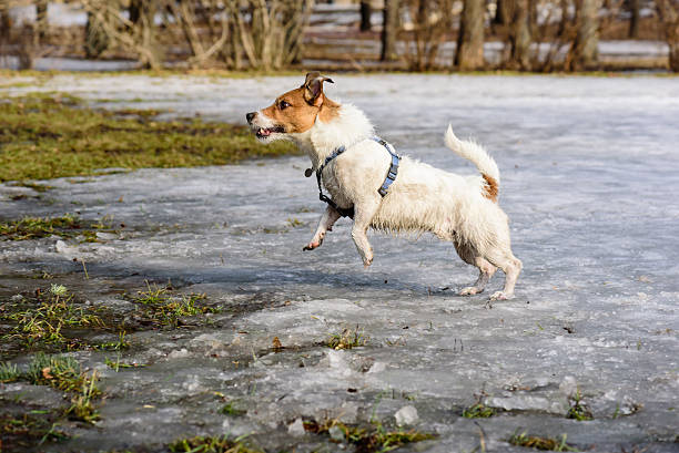 istock Fluffy dog playing on melting snow at spring park 515234558