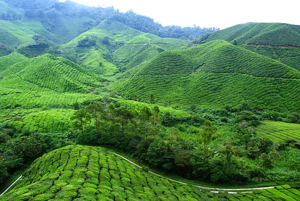 Photo of Tea Plantation Landscape