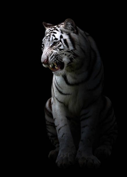Roaring white tiger, isolated on white background in post-processing