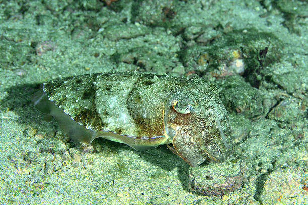 istock Camouflaged cuttlefish, changing its color to match the sand bottom. 515243675