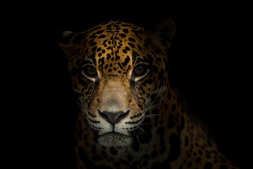 jaguar ( Panthera onca ) in the dark