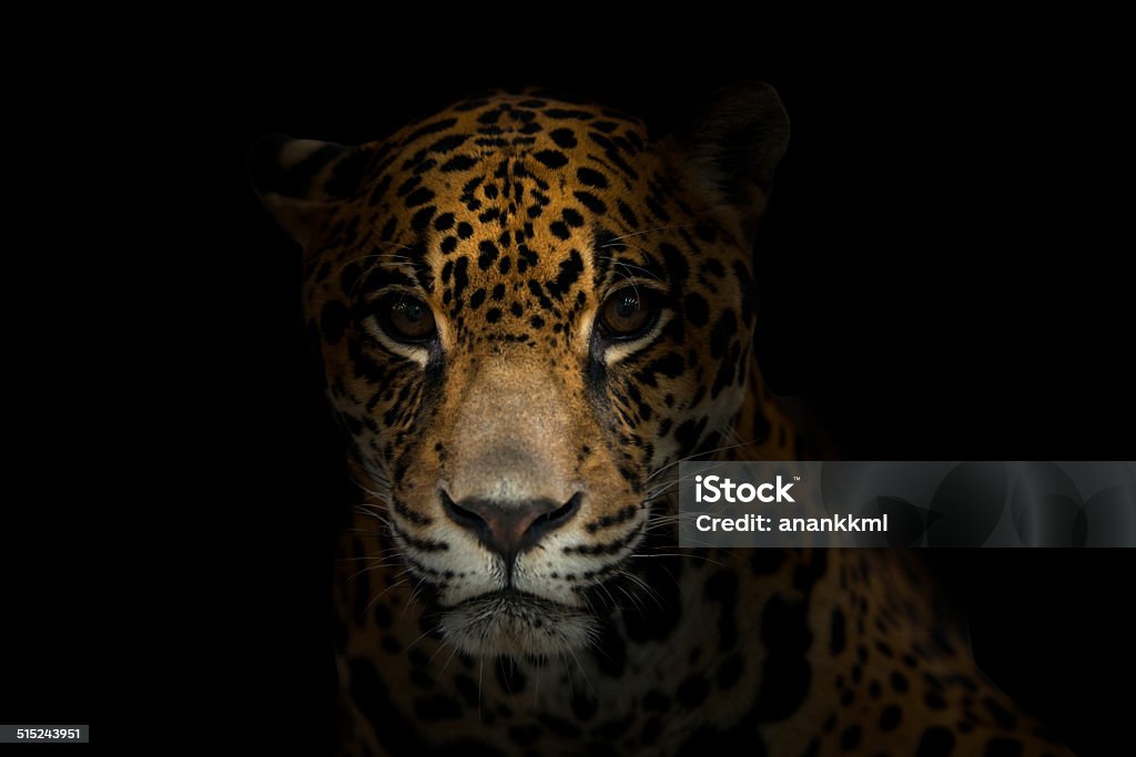 jaguar ( Panthera onca ) in the dark jaguar ( Panthera onca ) in the dark night Jaguar - Cat Stock Photo