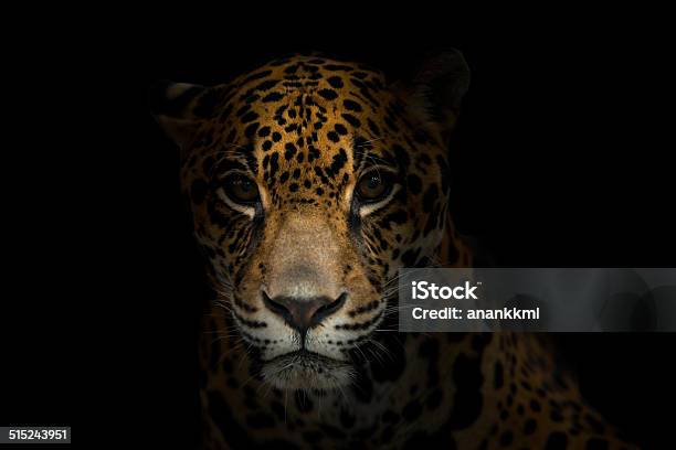 Jaguar In The Dark Stock Photo - Download Image Now - Jaguar - Cat, Animal, Leopard