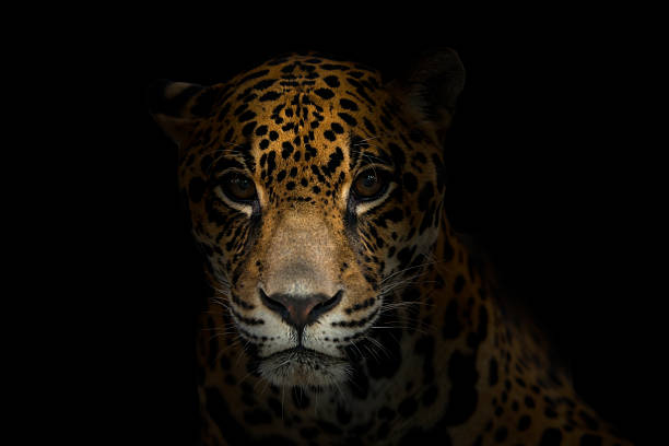 jaguar (panthera onca) no escuro - low key imagens e fotografias de stock
