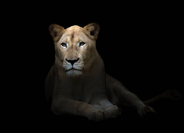 istock female white lion in the dark 515244143