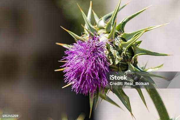 Violet Plant Stock Photo - Download Image Now - African Culture, African Music, African Violet