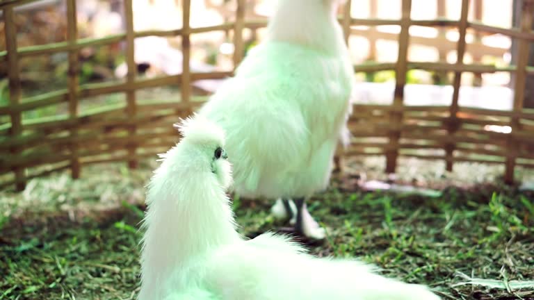 silkie chicken aka black chicken raise in a farm. Dark meat animal