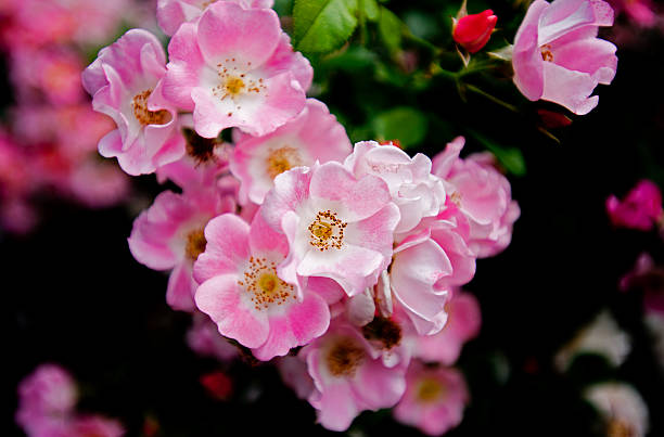 istock Small pink & white flower in front of green bush 515246365
