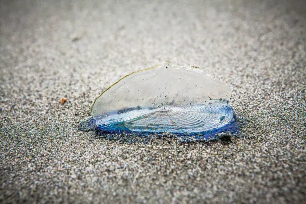 By-thewind-sailor (V. velella) is a free floating hydrozoan, and due to uncommon wind conditions many thousands washed ashore along the west coast in August of 2014. Also known as sea raft, purple sail, or little sail.
