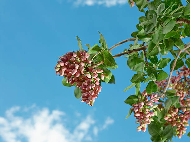 фисташка - pistachio стоковые фото и изображения