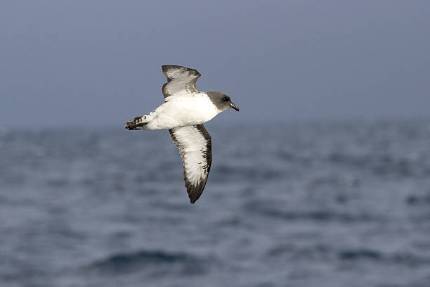 istock Cape pigeon soaring over the ocean view from below 515258563