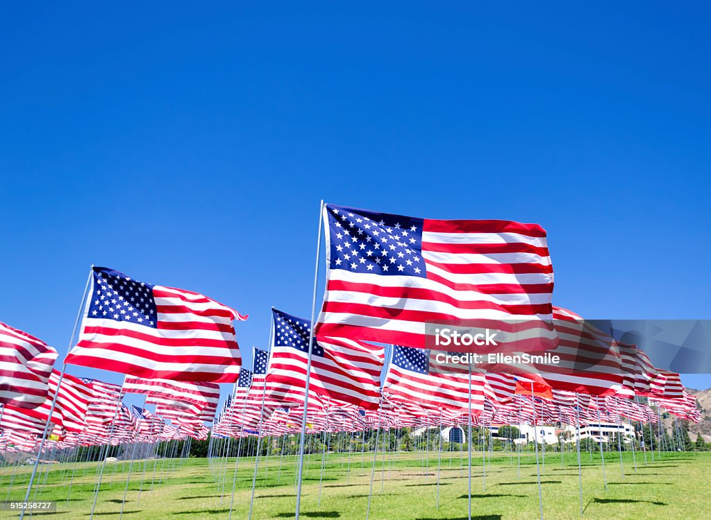 American flags on a field American flags background on a green field Agricultural Field Stock Photo