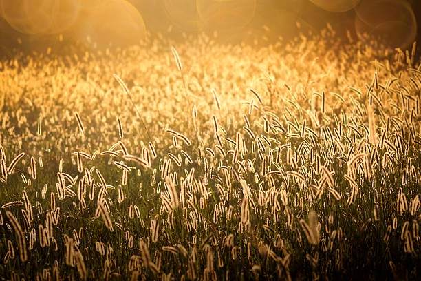 background golden at sunrise stock photo