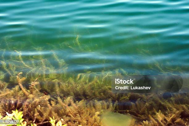 Green Algae Bloom In The Lake Stock Photo - Download Image Now - Algae, Altai Mountains, At The Bottom Of