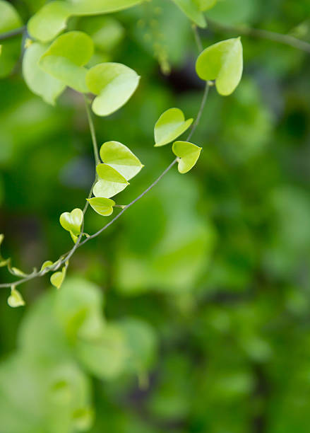 istock Heart shaped leaves closeup. 515260261