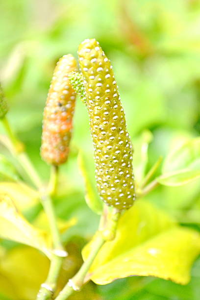 long pepper long pepper, Piper retrofractum  Vahl, Piperaceae, Magnoliids, capsicum annuum longum stock pictures, royalty-free photos & images