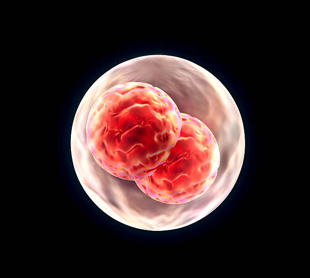 istock 3d render of Embryo cleavage 515261491