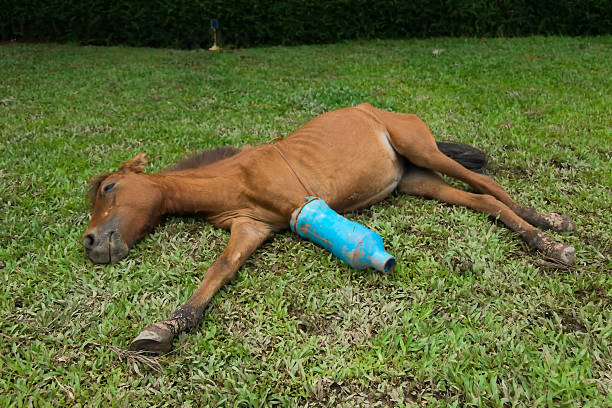 Horses Broken Leg Stock Photo - Download Image Now - Animal
