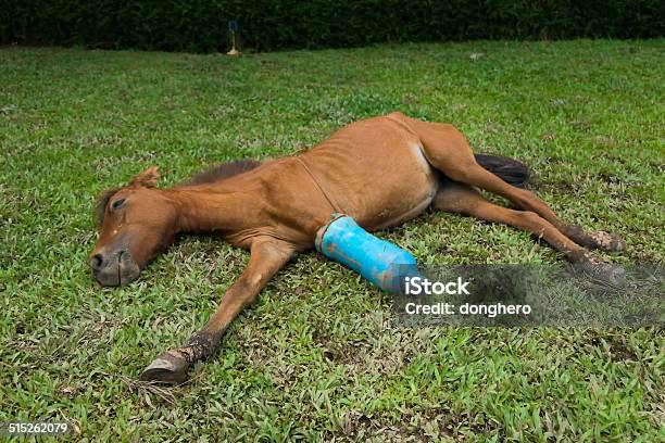 Installeren vrouw Streven Horses Broken Leg Stock Photo - Download Image Now - Animal, Animal Body  Part, Brown - iStock