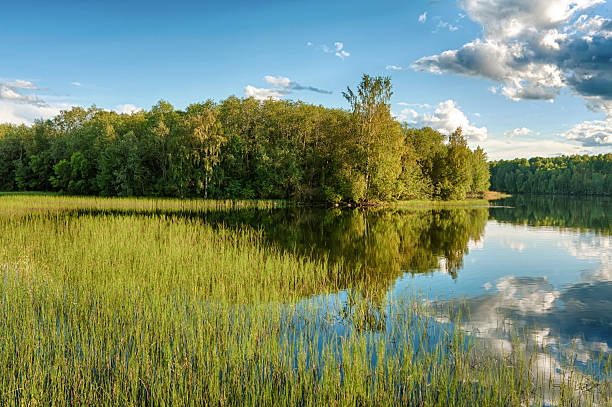 Reflexo do céu em uma floresta lake - foto de acervo