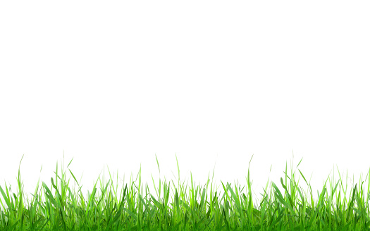 Green grass. Isolated on white background with copy space