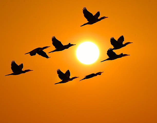 istock Shadow of cormorant bird 515262135