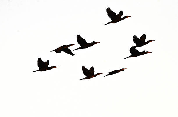 istock Shadow of cormorant bird 515262151