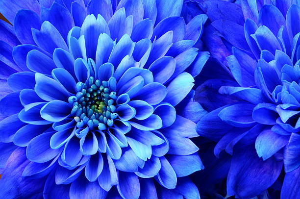 istock Macro of blue flower aster 515263183