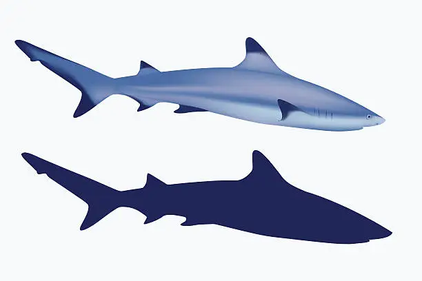 Vector illustration of Grey reef shark. Realistic mesh illustration and silhuette