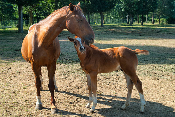 Horses, mother and son