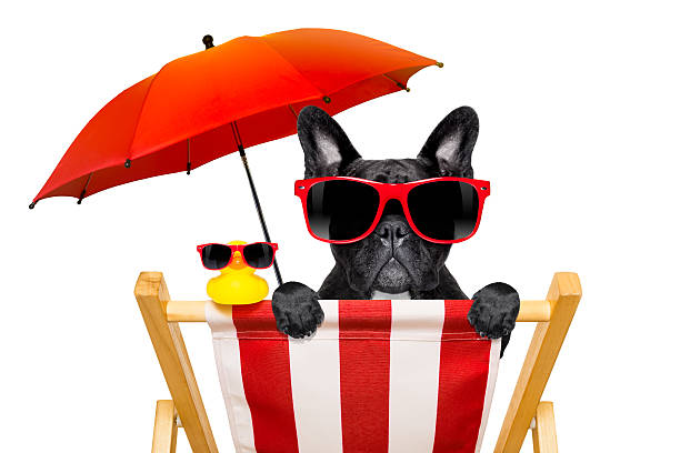 istock dog beach chair in summer 515266596