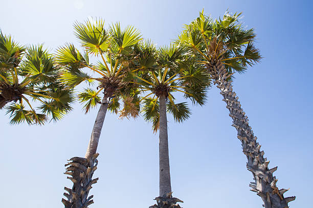 istock sugar palm a row by the sea. 515266794