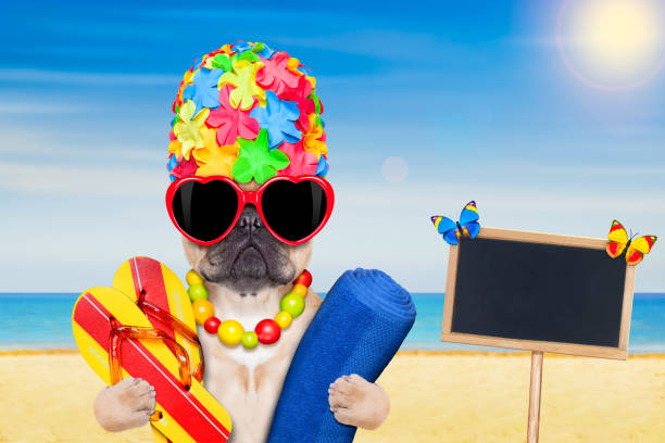 istock dog beach summer vacation 515267186