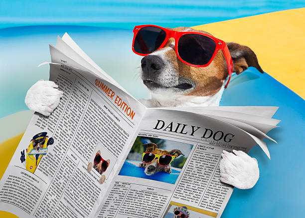giornale di lettura cane - hammock beach vacations tropical climate foto e immagini stock