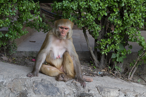Bonnet Macaque Monkey with Copyspace.