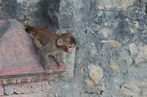 Photograph of a monkey at the buddhist temple Swayambunath in Kathmandu, Nepal.