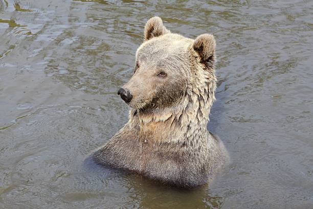 istock Brown bear in the water 515269374