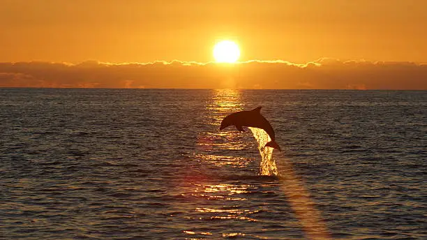Dolphin leaping out of the water at sunset near Sanibel Island Florida.