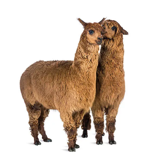Alpaca whispering at another Alpaca's ear against white background