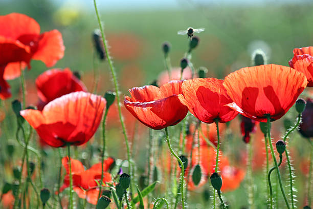 istock red poppies flower spring season 515269846