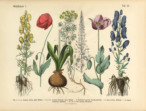 Very Rare, Beautifully Illustrated Antique Engraved Victorian Botanical Illustration of Wildflowers, Poisonous and Toxic Plants: Plate 19, from The Book of Practical Botany in Word and Image (Lehrbuch der praktischen Pflanzenkunde in Wort und Bild), Published in 1886. Copyright has expired on this artwork. Digitally restored.