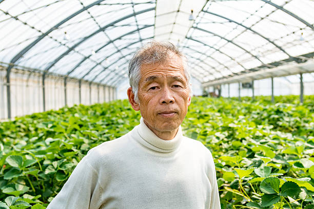 istock Senior farmer standing in his greenhouse 515272136