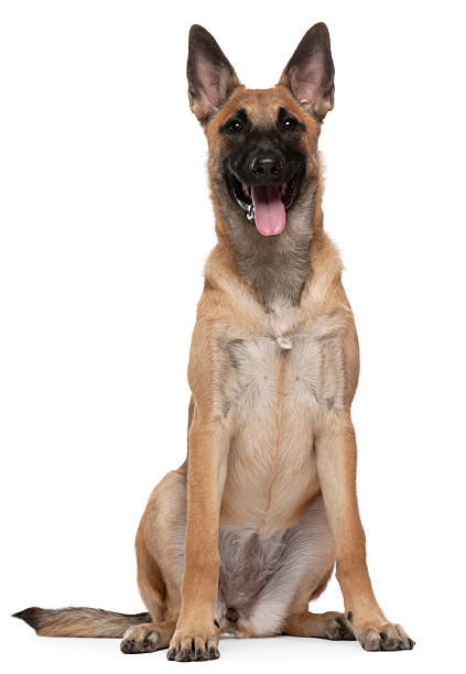 Belgian Shepherd puppy, Malinois, 5 months old, sitting Belgian Shepherd puppy, Malinois, 5 months old, sitting in front of white background animal tongue stock pictures, royalty-free photos & images