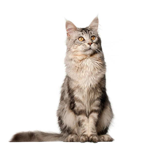 istock Maine Coon cat, 1 year old, sitting 515272636
