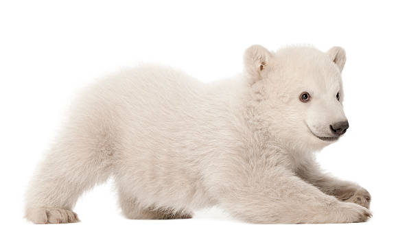 istock Polar bear cub, Ursus maritimus, 3 months old, lying 515272726
