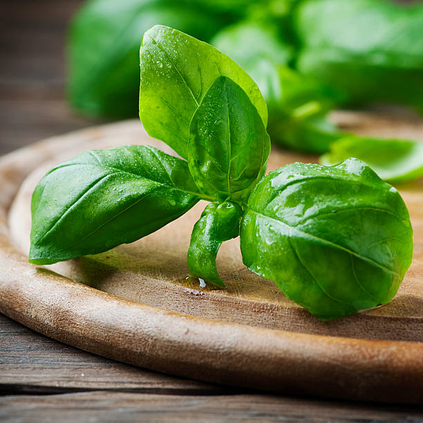 istock Fresh green basil on the wooden table 515272822