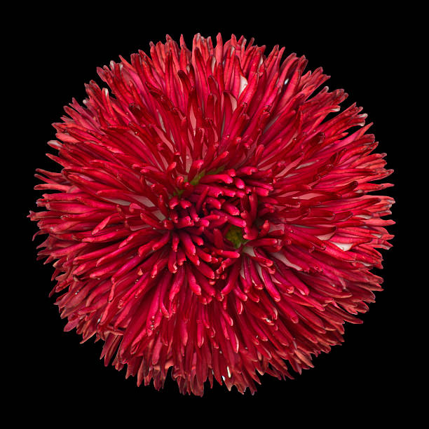 istock Beautiful Red Daisy Flower  Isolated on Black 515272829