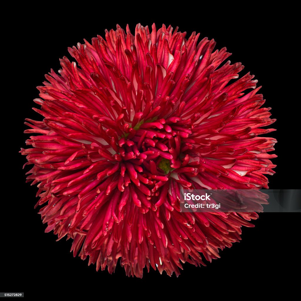Beautiful Red Daisy Flower  Isolated on Black Bellis perennis - English Daisy - Asteraceae Macro - Red Daisy Flower Head Isolated on Black Background. Bellis perennis - English Daisy - Asteraceae Macro Basal Cell Stock Photo