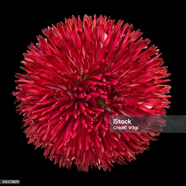 Beautiful Red Daisy Flower Isolated On Black Stock Photo - Download Image Now - Basal Cell, Beauty, Beauty In Nature