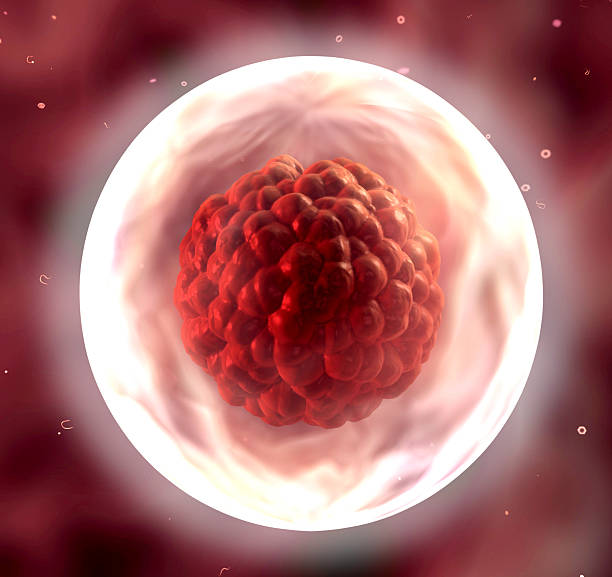 istock 3d render of Embryo cleavage 515272885